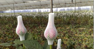 花卉世界網(wǎng) 云南光蘭商貿(mào)產(chǎn)品展示